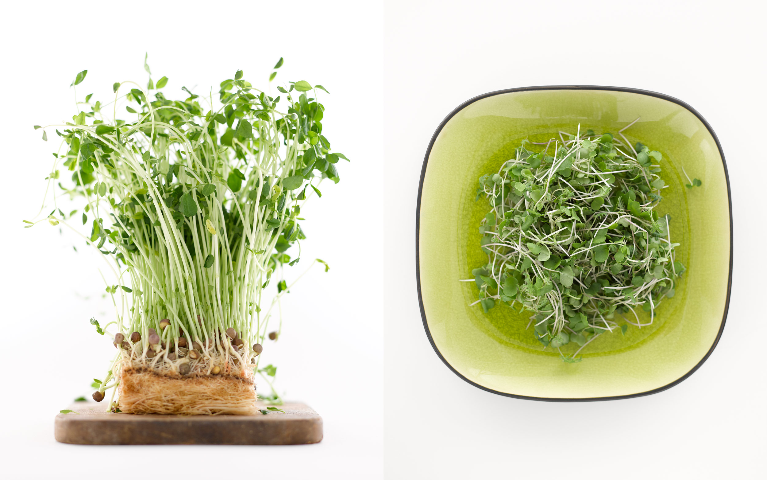 bublys-photography-sprouts-dish-and-plant-web-
